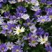 Anemones blanda en mélange - Anémones de Grèce