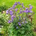 Ancolie des Alpes bleue ou Aquilegia alpina