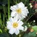 Anemone japonaise Whirlwind