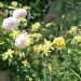 Ancolie jaune ou Aquilegia chrysantha Yellow Queen