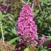 Arbre aux papillons ou Buddleia 'Rêve de Papillon® Pink'