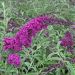 Arbre aux papillons, Buddleia ou Buddleja davidii Royal Red