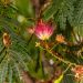 Arbre de soie, Albizia Evey's Pride 
