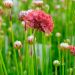 Gazon d'Espagne Ballerina Red