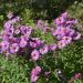 Aster d'automne haut Pink Star
