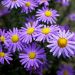 Aster nain Goliath, aster des Alpes bleu ou Aster alpinus