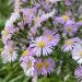Aster nain rose Peter Harrisson ou Aster dumosus