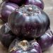 Aubergine Violetta di Firenze BIO