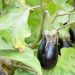 Plant d'Aubergine ronde Bonica F1