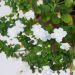 Bacopa Scopia Double Snowball