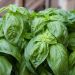 Basilic Grand Vert