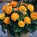 Bégonia double Non Stop Apricot