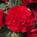 Bégonia double Non Stop Scarlet
