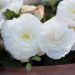 Bégonia double Non Stop White