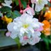 Begonia double Angelique