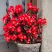 Begonia VIKING Bronze-Red