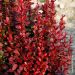 Epine-vinette, Berberis Red Torch