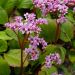 Bergenia cordifolia rose
