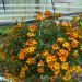Bidens CAMPFIRE® Funny Honey