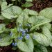 Myosotis du Caucase Jack Frost
