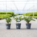 Buis Betterbuxus Heritage