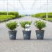 Buis Betterbuxus® Renaissance