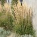 Calamagrostis Karl Foerster