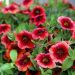Mini-Pétunia LIA Dark Red