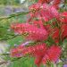 Rince-bouteille ou callistemon citrinus Splendens