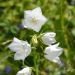 Campanula persicifolia Alba ou campanule à feuilles de pêcher blanche