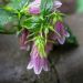 Campanula takesimana Elizabeth ou Campanule rose