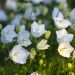 Campanule des Carpates Clips blanche