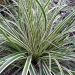 Carex d'Oshima Everest®