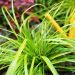 Carex d'Oshima Everillo