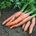 Carotte Touchon BIO