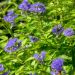Caryopteris incana Sunny Blue - Spirée bleue, Barbe bleue
