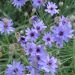 Catananche, Cupidone