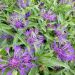 Bleuet des montagnes Violetta