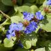 Ceratostigma, Dentelaire