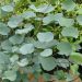 Gainier de Griffith, Cercis griffithii Blue Lagoon
