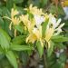 Chèvrefeuille du Japon ou Lonicera japonica Halliana