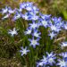 Chionodoxa Luciliae