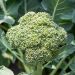 Chou Brocoli Calabrese Natalino BIO