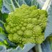 Chou Brocoli Romanesco précoce