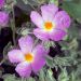 Cistus albidus - Ciste cotonneux