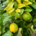 Citronnier des 4 saisons ou Citrus limon