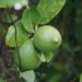 Citronnier vert lime ou Citrus aurantifolia