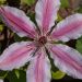 Clématite Saphyra Duo Rose