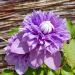 Clématite ou Clematis X Multiblue