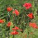 Coquelicot simple rouge